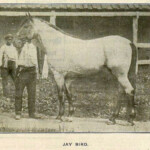 Jaybird1