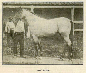 Jaybird1