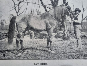 Jaybird5