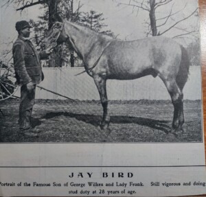 Jaybird6