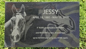 Jessy 5